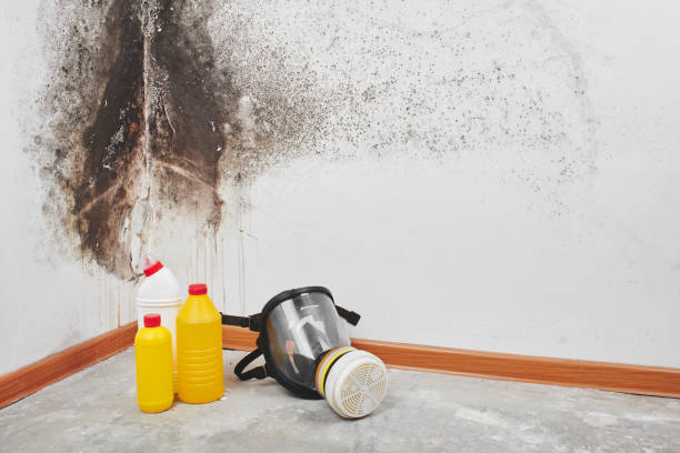 Best Health and Safety Mold Remediation in Monticello, UT