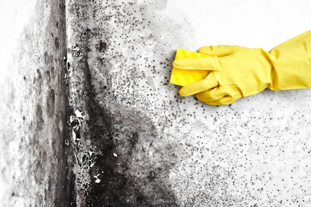 Best DIY Mold Remediation Support Services in Monticello, UT