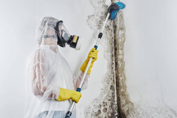 Best Post-Flood Mold Remediation in Monticello, UT