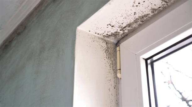 Best Commercial Mold Remediation in Monticello, UT