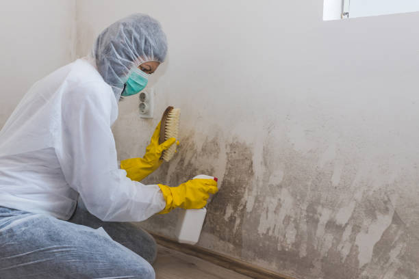 Best Insurance-Related Mold Remediation in Monticello, UT