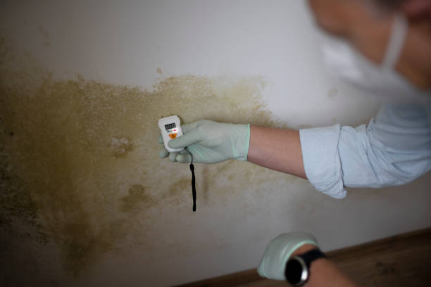 Best Residential Mold Remediation in Monticello, UT