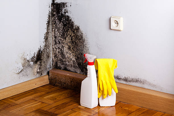 Best Health and Safety Mold Remediation in Monticello, UT