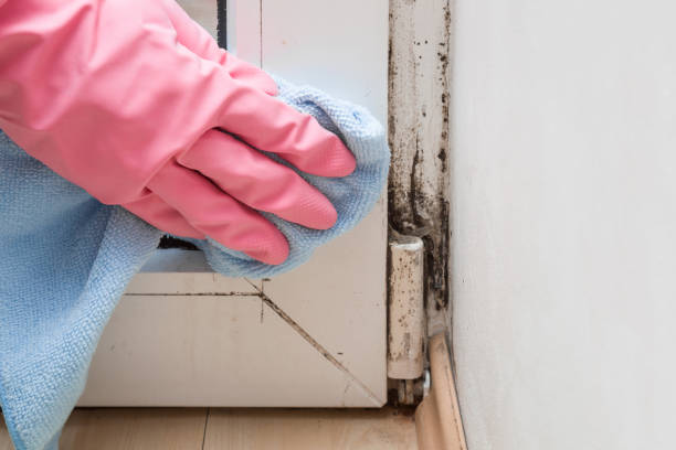 Best Industrial Mold Remediation in Monticello, UT